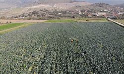 İzmir’in verimli tarım arazilerinde ’yeşil altın’ hasadı