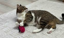 Uzmandan evcil hayvanlarda aşı uyarısı