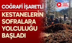 Kestanelerin sofralara yolculuğu başladı