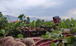 ‘Kırmızı elmas' mesaisi