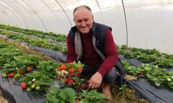 Kış çileği 200 TL'den alıcı buluyor