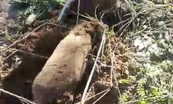 Yer altının gizemli canlısı Manisa’da ortaya çıktı