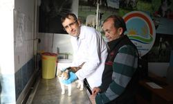 Kedi ve köpeklere mikroçip uyarısı