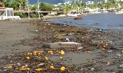 Bodrum'da yağmur suyuyla denize sürüklenen atıklar kıyıya vurdu