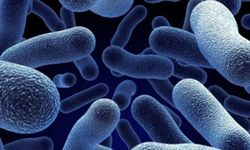 Salmonella enfeksiyonuna karşı altın kuralları uzmanı açıkladı