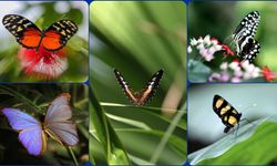 Şebiarus ziyaretçileri kelebeklerin tropikal dünyasını da keşfedecek