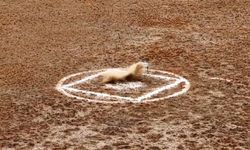 Tek sortide çift vuruş, tam isabet