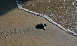 Türkiye'de bu yıl 106 bin 348 yavru kaplumbağa denize kavuştu