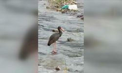 Türkiye'de nadir görülen kuş türlerinden kara leylek Karabük'te görüntülendi
