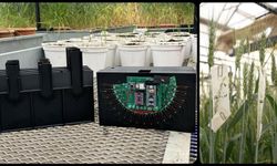 Üniversitede buğday kök açılarını ölçen cihaz geliştirildi