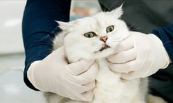 Veteriner Kontrol Enstitülerinin kapasitesi 21 yeni laboratuvarla güçlendirilecek