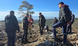 Buldan'da yanan alanlar yeniden yeşeriyor