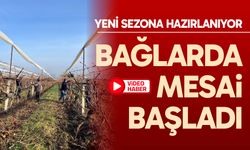 Buldan'da bağlarda mesai başladı
