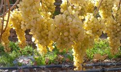 Yeni yıl üzümleri yola çıkmaya başladı