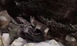 Yiyecek arayan vaşak cep telefonu kamerasıyla kaydedildi