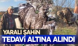 Yaralı Şahin tedavi altına alındı