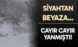 Denizli Buldan'da yazın yanan orman kışın beyaza büründü