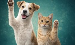 Acıpayam’da bitkisel atık yağlar mamaya dönüşüyor