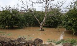 Bahçeler göle döndü, ağaçlar sular altında kaldı