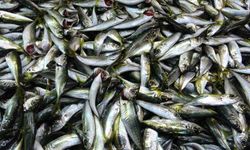 Denizdeki fırtına fiyatları etkiledi