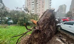 İzmir'de fırtına ağaçları devirdi