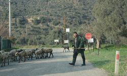 Havalar ısındı, sürüler doğaya salındı