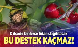 Toprağı olan kaçırmasın! Honaz’da binlerce fidan dağıtılacak