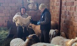 Acıpayam’da küçükbaş hayvanlar küpeyle kayıt altına alınıyor