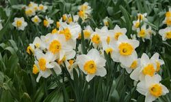 Bilimde öne çıkıyor