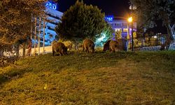 Domuzlar şehri mesken tuttu