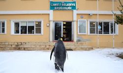 Sürüden ayrılan nihilist penguen Çameli'ye uğradı