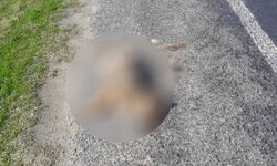 Aracın çarptığı tilki telef oldu