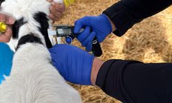 Denizli’de hastalıktan ari işletme çalışmaları