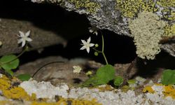 İzmir’de yeni bitki türü keşfedildi! İzmir Göbekotu nedir?