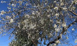 Datça ‘Badem Çiçeği Festivali’ devam ediyor