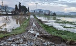 Söke’de aşırı yağışlar sonrası tarım alanlarında hasar tespiti