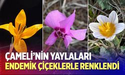 Çameli'nin yaylaları endemik çiçeklerle renklendi