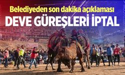 Denizli’nin Sarayköy İlçesinde deve güreşleri iptal edildi
