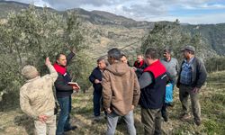 Denizli'de zeytin üreticileri bilgilendirildi