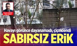 Denizli’de yalancı bahara aldanan erik çiçek açtı
