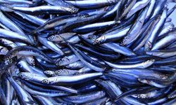 Hamsi tezgahlardaki tahtına yeniden oturdu