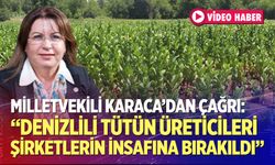 Karaca: Denizlili tütün üreticileri şirketlerin insafına bırakıldı