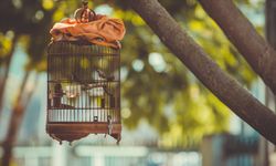 Kuş besleyenlere kritik uyarı! Akciğerde geri dönüşümsüz hasar riski