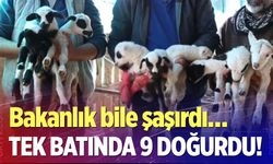 Bakanlık bile şaşırdı… Tek başına 9 doğurdu