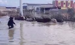 Selde mahsur kalan inekler boğulmaktan kurtarıldı