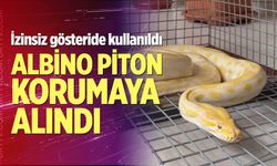 Albino Piton Koruma Altına Alındı