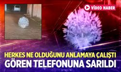 Bir Anda Yolun Ortasında Belirdi, Gören Telefonuna Sarıldı