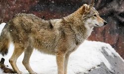 Pistte beklenmedik bir misafir