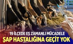 Denizli’de şap mücadelesi: Ekipler sahadalar!