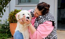 Sokak hayvanları yeni sahiplerini bekliyor